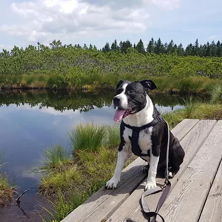 Rogla Apartma Kekec Apartman *