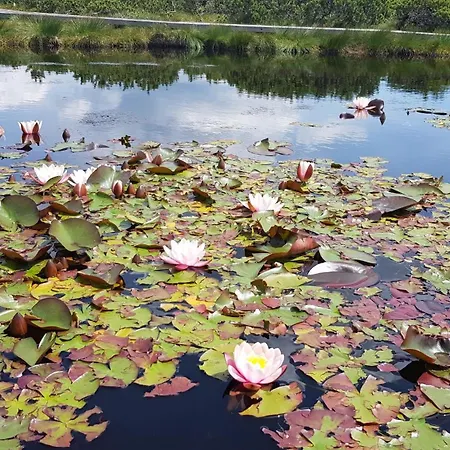 Rogla Apartma Kekec Zrece