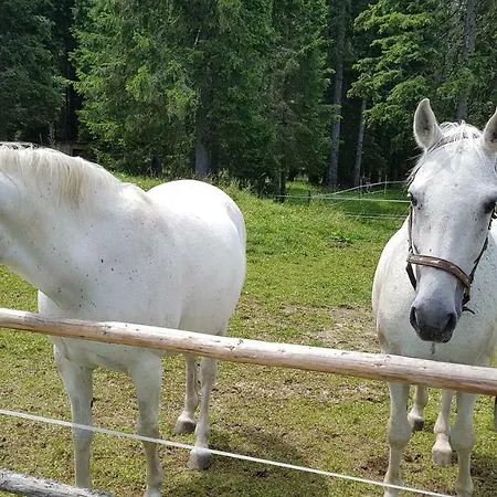 Rogla Apartma Kekec Zreče