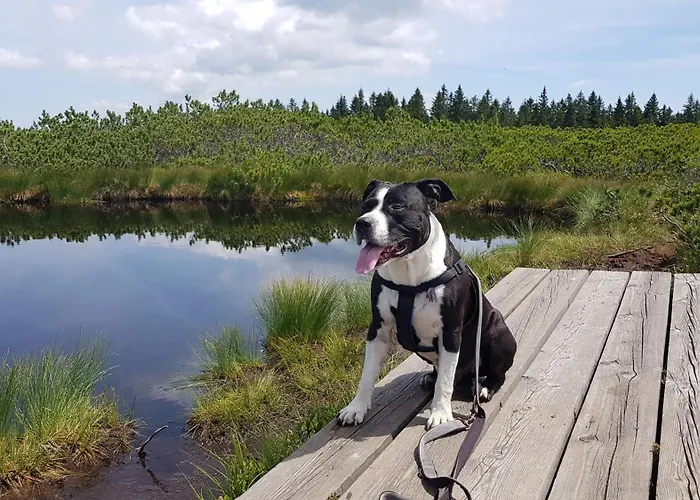 Rogla Apartma Kekec Lägenhet *