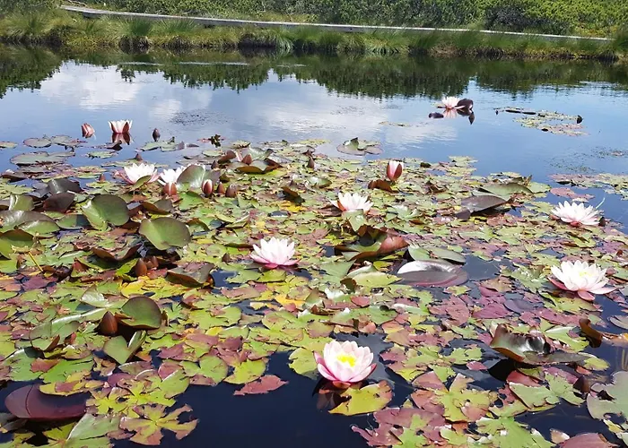 Rogla Apartma Kekec Zreče