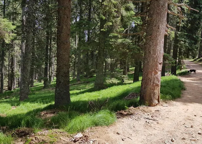 Lägenhet Rogla Apartma Kekec